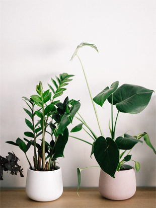 植物